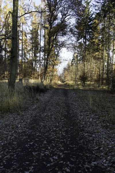 Novemberében Egy Csendes Erdő — Stock Fotó