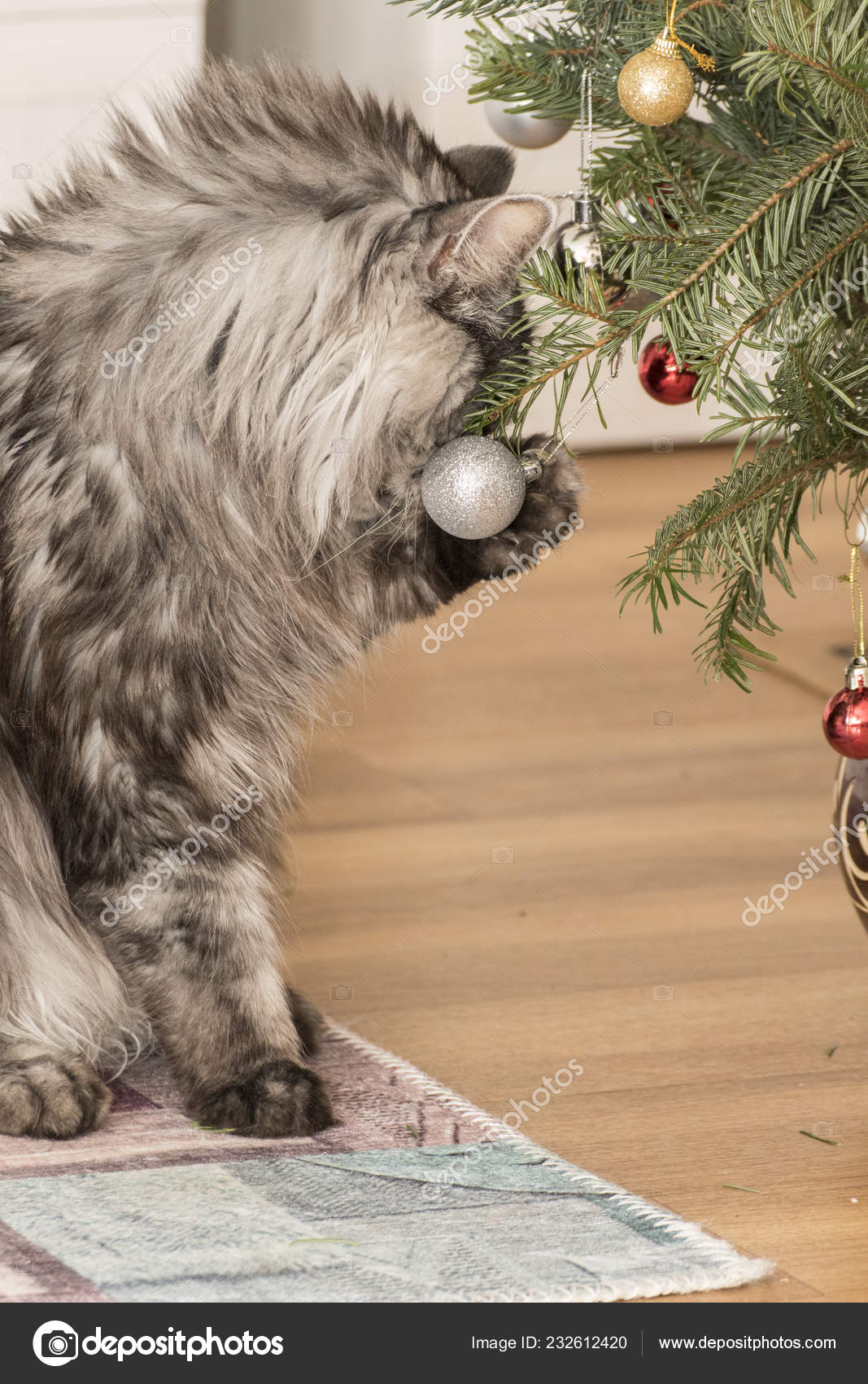 Beau Chat Chat Raton Laveur Joue Photographie Tylinek C Beau Chat Chat Raton Laveur Joue Photographie Tylinek C
