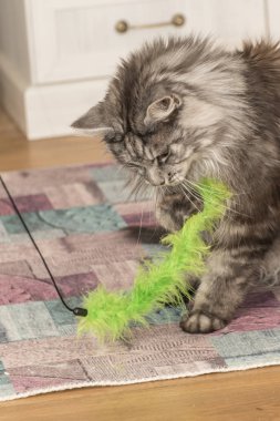 bir rakun kedi çalış güzel kedi