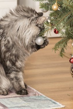 bir rakun kedi çalış güzel kedi