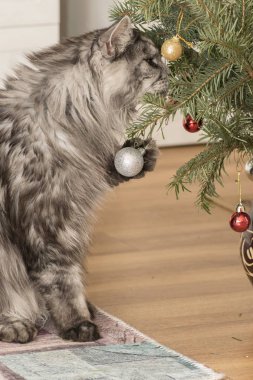 bir rakun kedi çalış güzel kedi