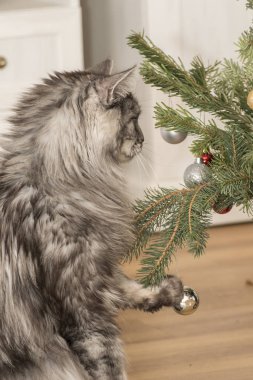 bir rakun kedi çalış güzel kedi