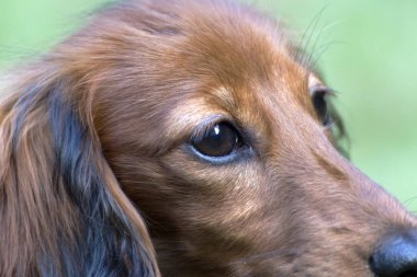 bahçede oynarken küçük kahverengi dachshund