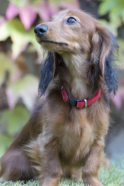 bahçede oynarken küçük kahverengi dachshund