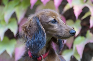bahçede oynarken küçük kahverengi dachshund