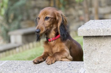 bahçede oynarken küçük kahverengi dachshund