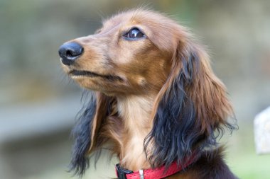 bahçede oynarken küçük kahverengi dachshund