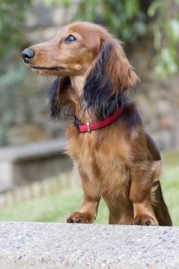 bahçede oynarken küçük kahverengi dachshund