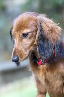 bahçede oynarken küçük kahverengi dachshund