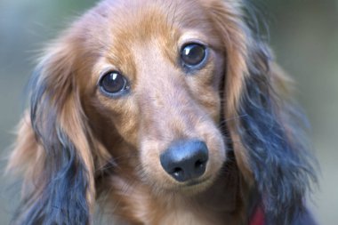 bahçede oynarken küçük kahverengi dachshund