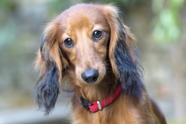 bahçede oynarken küçük kahverengi dachshund