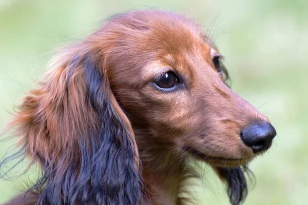 Pequeño Salchicha Marrón Jugando Jardín —  Fotos de Stock