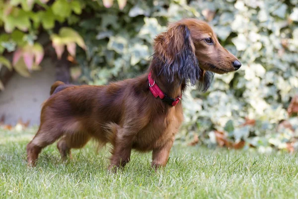 Pequeno Dachshund Marrom Brincando Jardim — Fotografia de Stock