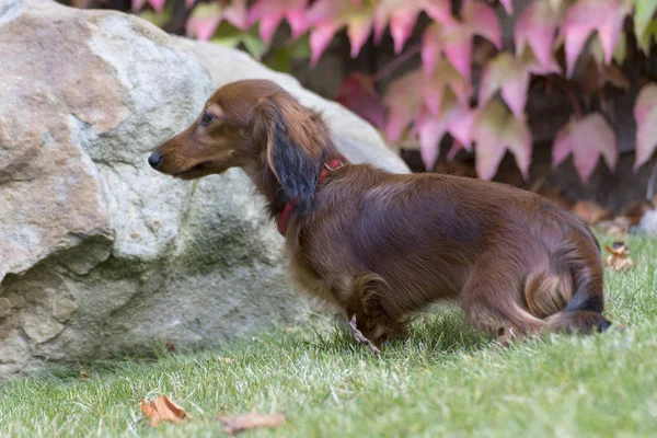 Little Brown Dachshund Playing Garden — Stock Photo, Image