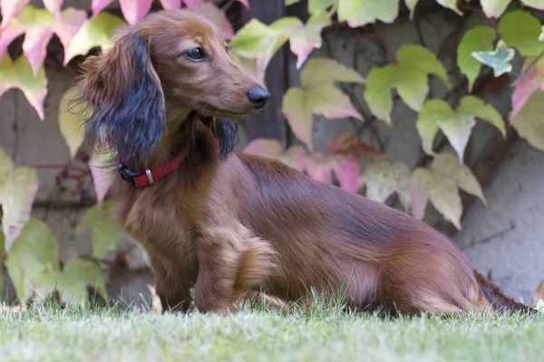 Petit Teckel Brun Jouant Dans Jardin — Photo