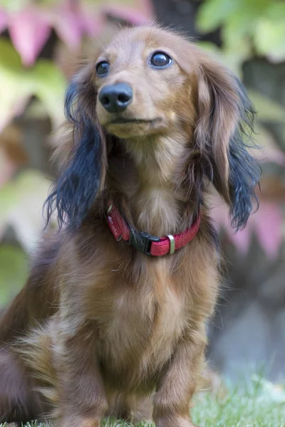 Bahçede Oynarken Küçük Kahverengi Dachshund — Stok fotoğraf