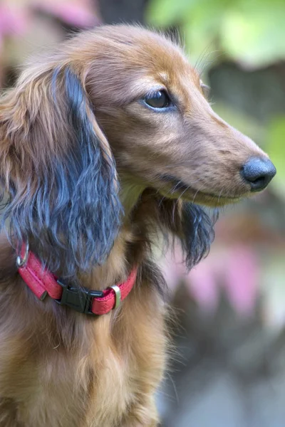 Pequeno Dachshund Marrom Brincando Jardim — Fotografia de Stock