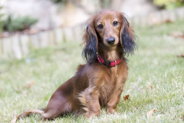 Bahçede Oynarken Küçük Kahverengi Dachshund — Stok fotoğraf