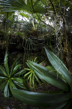 yağmur ormanlarında Botanik Bahçesi
