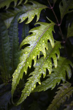 yağmur ormanlarında Botanik Bahçesi