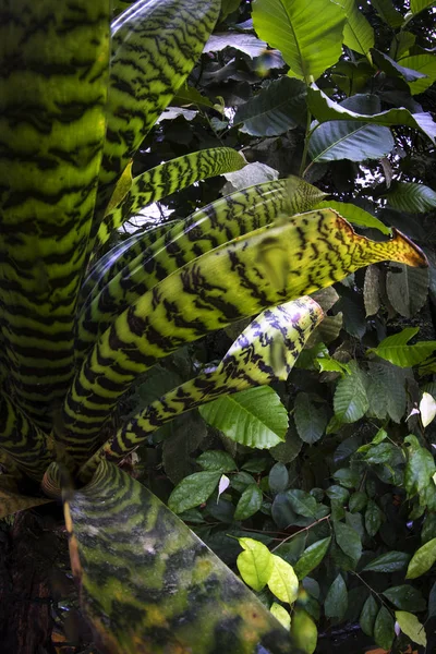 Deštný Prales Botanické Zahradě — Stock fotografie