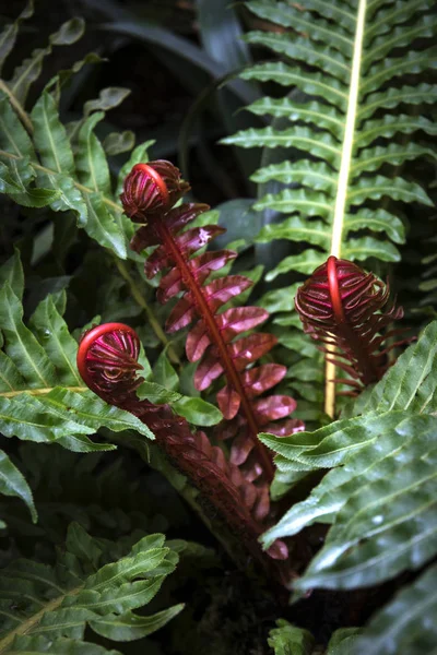 植物園の熱帯雨林 — ストック写真