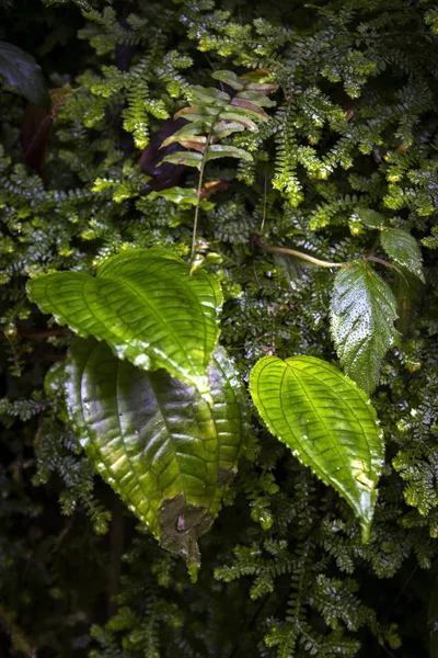 植物園の熱帯雨林 — ストック写真