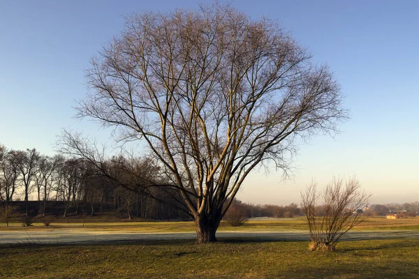Primăvară în parc cu copaci — Fotografie, imagine de stoc