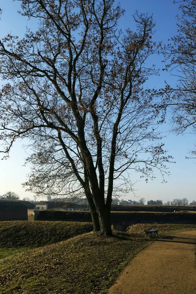 Lente in het park met bomen — Stockfoto