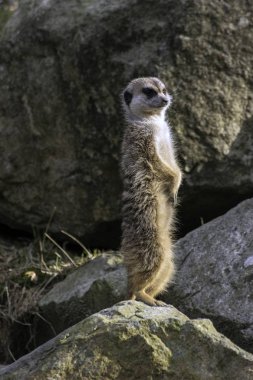 Çöl faresi, hayvanat bahçesinde Suricata suricatta