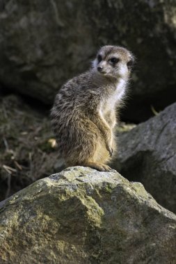 Çöl faresi, hayvanat bahçesinde Suricata suricatta