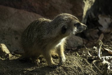 Çöl faresi, hayvanat bahçesinde Suricata suricatta