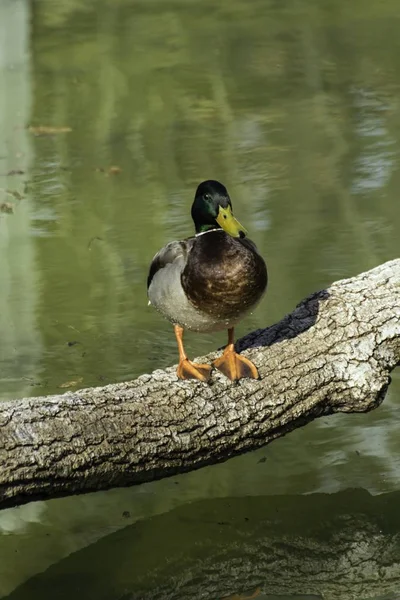 Canard sauvage assis sur un tronc près de l'eau — Photo