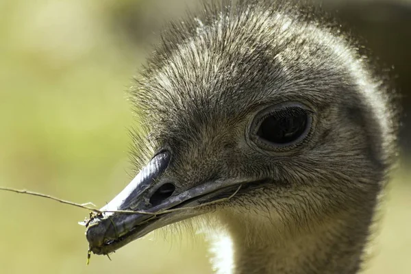 emu brown beautiful big bird