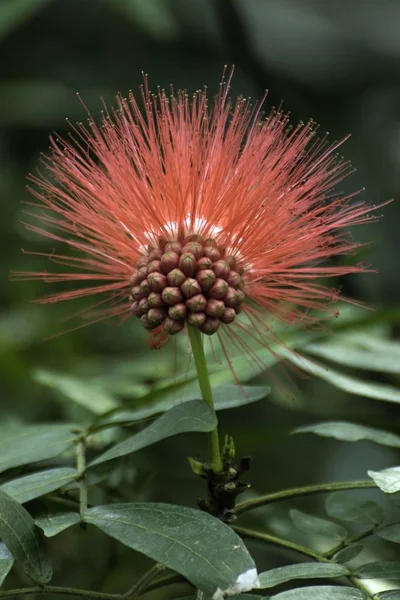 Regenwoud met grote wilde planten — Stockfoto