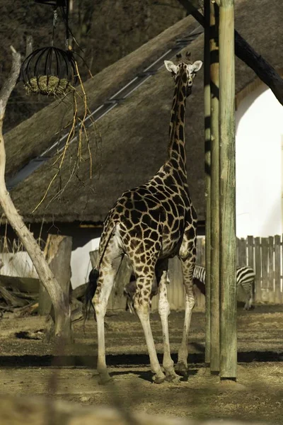 動物園でロスチャイルドのキリン — ストック写真