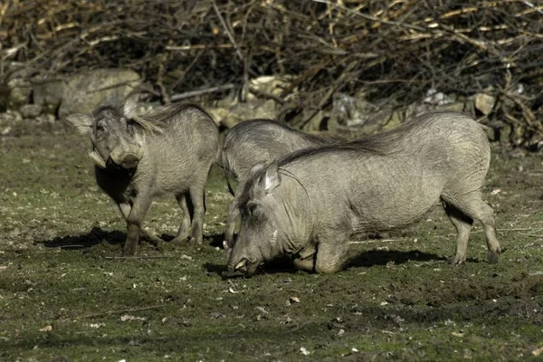 Саванна свиня Phacochoerus Африкан цензором у зоопарку — стокове фото