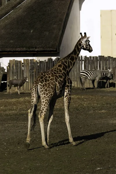 Żyrafa Rothschilda w Zoo — Zdjęcie stockowe