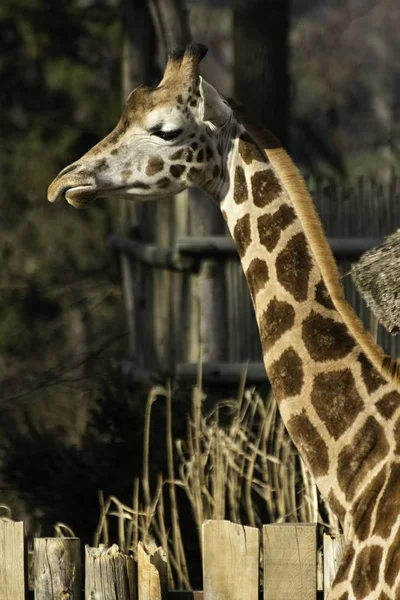 Żyrafa Rothschilda w Zoo — Zdjęcie stockowe