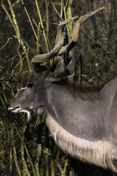 Tragelaphus strepsiceros, de grote in de dierentuin koedoe — Stockfoto
