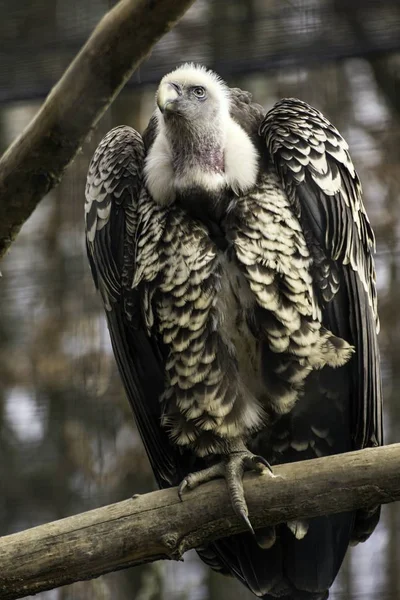 Griffon vulture, gyps fulvus in zoo — Stock Photo, Image