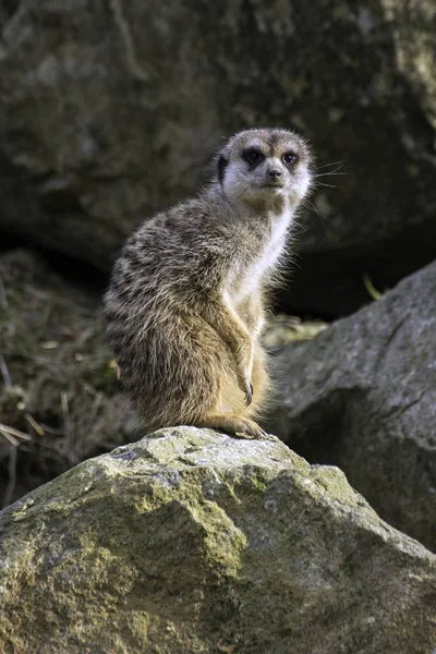 Meerkat, Suricata suricatta in de dierentuin — Stockfoto