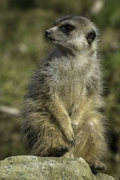 Meerkat, Suricata suricatta in de dierentuin — Stockfoto