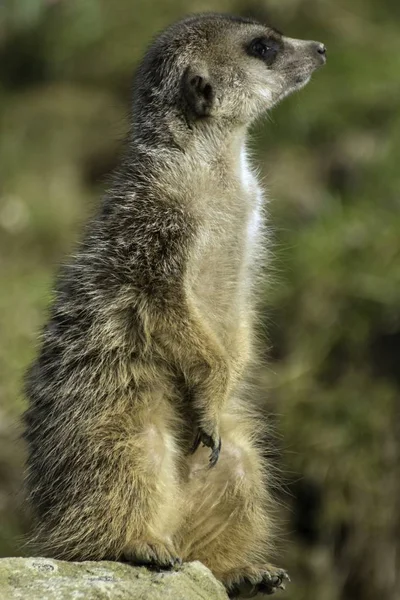 Szurikáta, Suricata suricatta az állatkertben — Stock Fotó