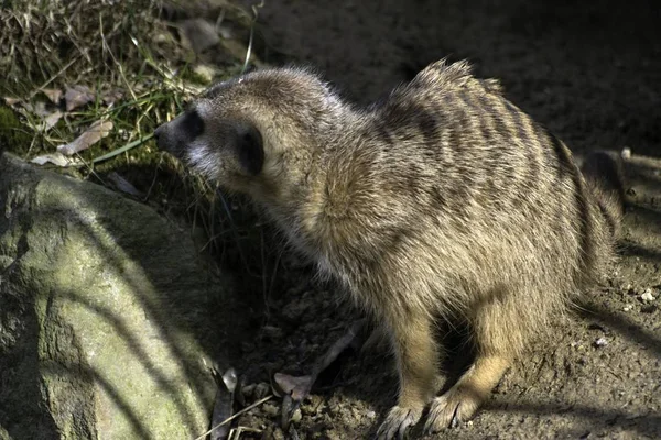 Meerkat, Suricata suricatta στο ζωολογικό κήπο — Φωτογραφία Αρχείου