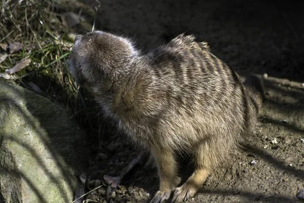 Meerkat, Suricata suricatta στο ζωολογικό κήπο — Φωτογραφία Αρχείου