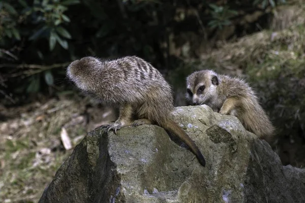 Meerkat, Suricata suricatta in de dierentuin — Stockfoto