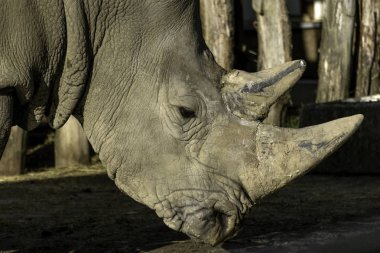 Güney beyaz gergedan Ceratotherium simum simum Hayvanat Bahçesi