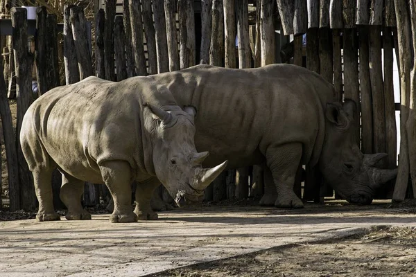 У білий носоріг Ceratotherium simum simum у зоопарку — стокове фото
