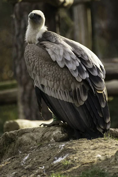 Abutre Griffon, giros fulvus no zoológico — Fotografia de Stock